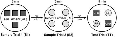 Biological Sex and Sex Hormone Impacts on Deficits in Episodic-Like Memory in a Rat Model of Early, Pre-motor Stages of Parkinson's Disease